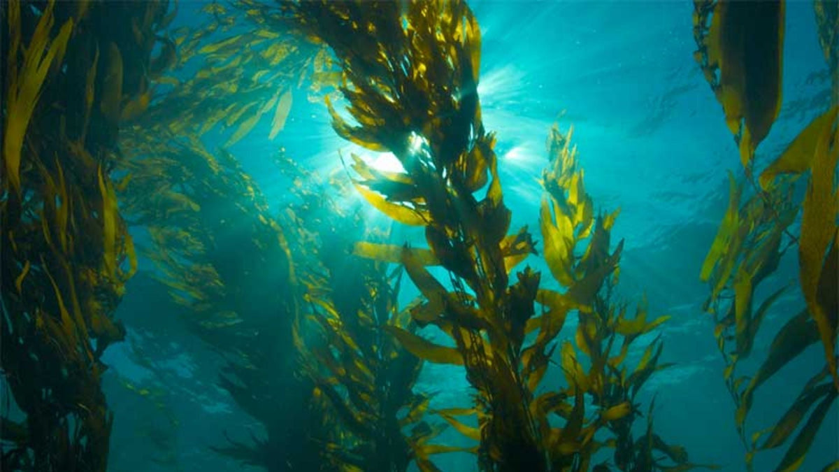 Brown algae plants in water with sun shining
