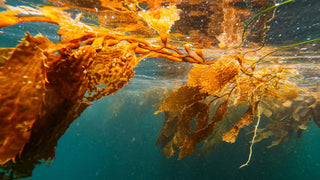 Brown algae seaweed plant floating in water